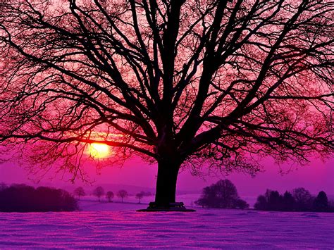 Winter Purple Sunset Sunset Wallpaper Winter Sunset Winter Sunrise