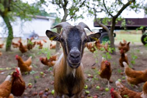 Goats On Farm Royalty Free Stock Photo