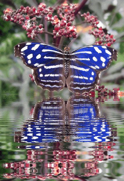 Beautiful Butterfly Animated  Images At Best Animations Kulturaupice