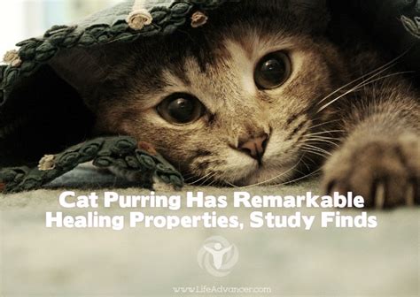This covers the same frequencies that are therapeutic for bone growth and fracture healing, pain relief. Cat Purring Has Remarkable Healing Properties, Study Finds