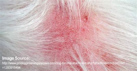 Hot Spots On Cats Causes Veola Houghton
