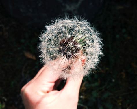 Public Domain Images Hand Holding A Dandelion On A Dark Background