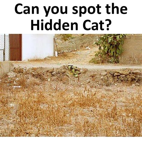 Can You Spot The Hidden Cat Emviatame