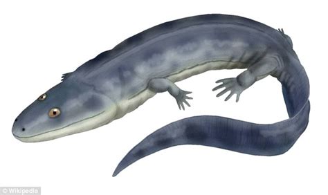 First Backboned Animals To Step Out Of Water And Walk On Land Were From