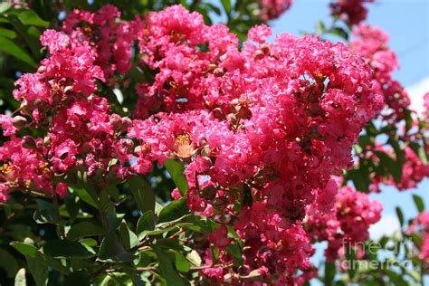 Red Lilac Bush Photograph By Michael Waters Pixels