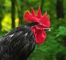 File:Black Australorp rooster.jpg