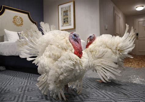 president trump to pardon 2 turkeys tuesday here s how the tradition began npr