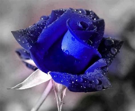 Pin By 💀 On All Things Blue Blue Roses Beautiful Roses Rose