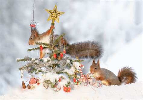 Download Winter Rodent Animal Squirrel Hd Wallpaper