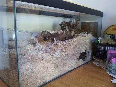 How A Gerbils Cage Should Look Like Hamster Diy Cage Hamster Care