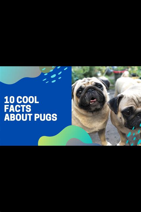 10 Cool Facts About Pugs Dogs Forever Video