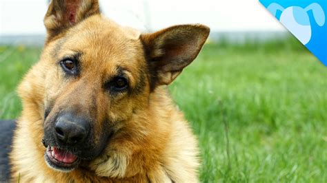 Video Great Facts You Need To Know About German Shepherds We Love