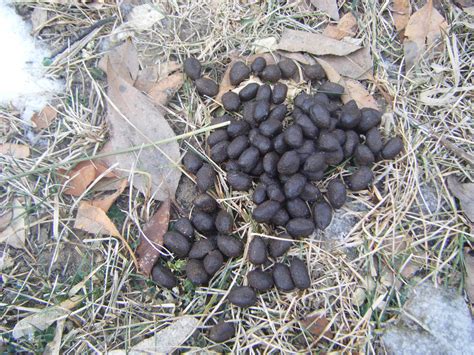 3 Tips To Help Identify Animal Scat Jakes Nature Blog