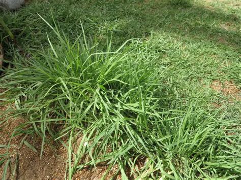 Bermuda Grass Vs Crabgrass Whats The Difference