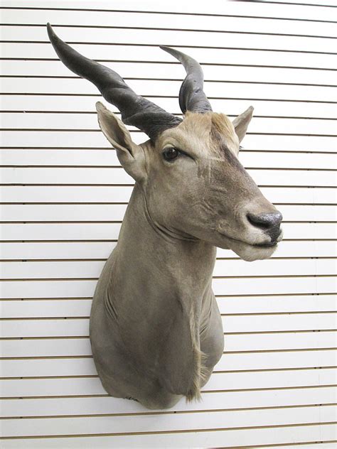 Sold Price Taxidermy Mount African Giant Eland Antelope Head
