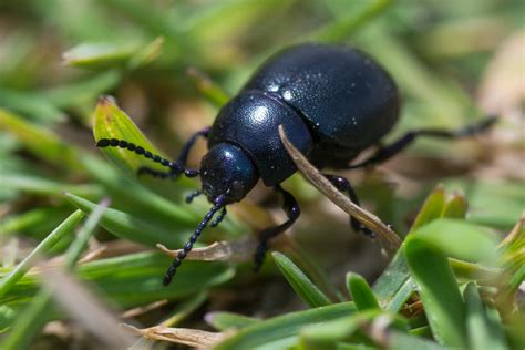 Black Beetles Facts Harms Causes And Safety Measures Pest Wiki