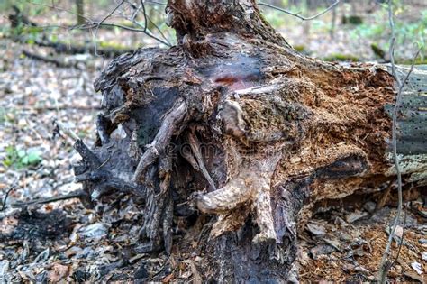 The Stump Of Some Decayed Old Fallen Tree In The Forest Stock Photo