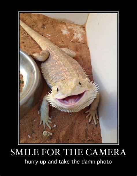 30 Bearded Dragon Memes To Make You Smile Bearded Dragon Cute
