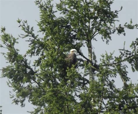 Skagit River Guide Service Private Tours Mount Vernon Aktuelle