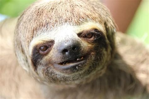 Why You Should Never Hold A Sloth Brainy Backpackers
