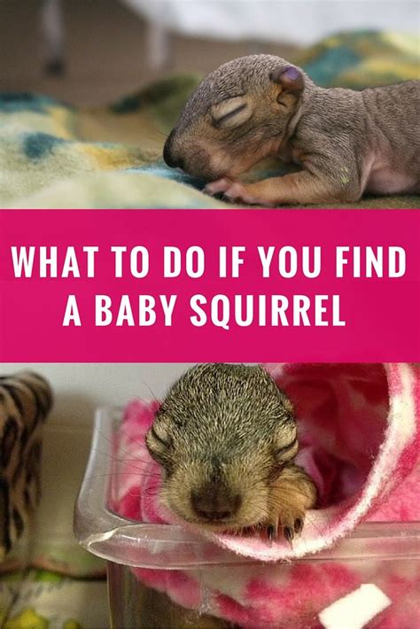 What To Do If You Find A Baby Squirrel On The Ground | Baby squirrel