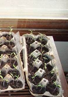 This year i started my tomato plants outdoors earlier than normal. Starting Seedlings Indoors. Growing seeds early - start ...