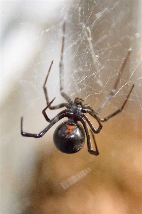 Officer Wears Safety Armour To Tackle Black Widows In Colorado Daily Star