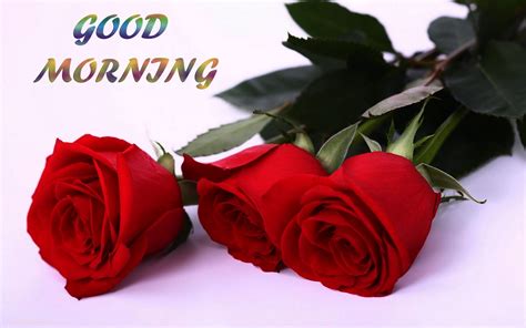 Day Wishes Pictures Good Morning Red Rose Hd Images