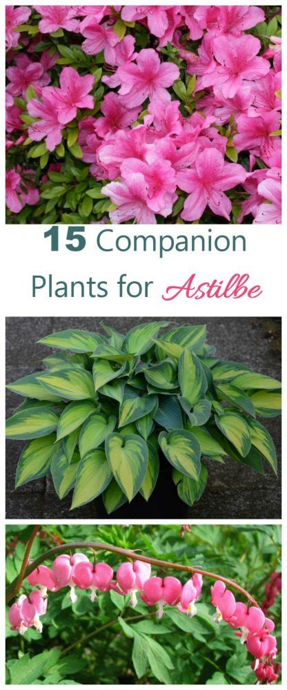 Astilbe Companion Plants What To Grow With Astilbe