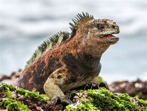 Galapagos Famous Animals Photo Hub