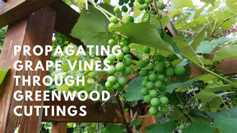 How To Propagate Grape Vines Through Greenwood Cuttings Growing The