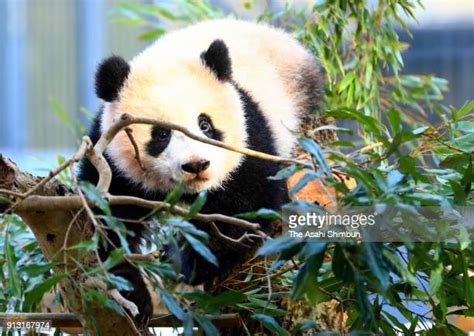 Giant Panda Cub Xiang Xiang To Open To Public Photos And Premium High