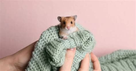 Full A Z Directory Of Hamster Diseases Hamster Care Guide