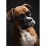 Free Photo Portrait Boxer Dog  Animal Animals Black Download