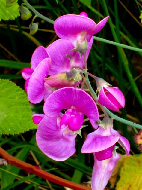 My Oregon Photography Blog Wildflowers Of Oregon Wild Flowers