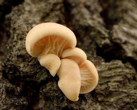 Mushroom Cluster Photograph By Karen Harrison Brown Pixels