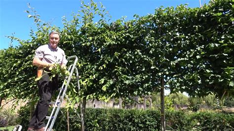 How To Prune A Pleached Hedge With Pots Trowels Darlac Ltd