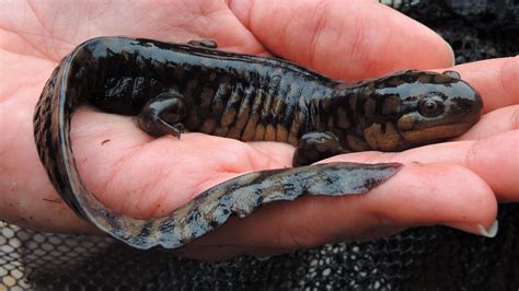 Maryland Biodiversity Project Eastern Tiger Salamander Ambystoma