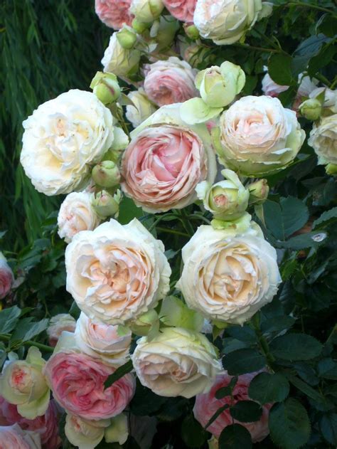 Bouquet Of Old Fashioned Eden Roses Old English Roses Beautiful