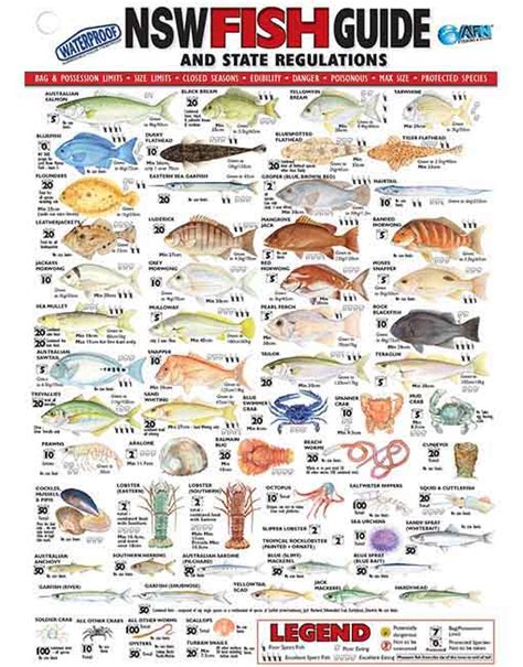 Wall Chart Australian Fish Identification Laminated Fishermans Guide