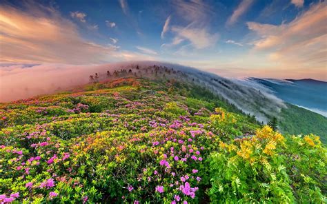 Fog Over The Mountains In Spring Hd Wallpaper Background Image