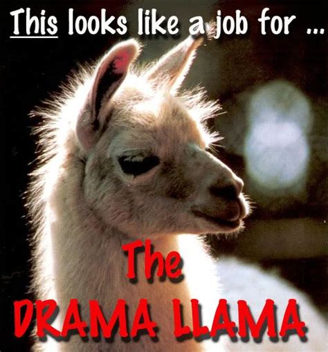 Drama Llama Llama Drama Funny Pictures Llama