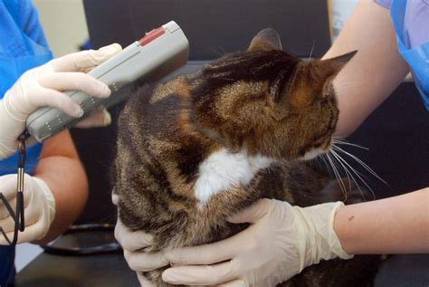 Microchipping Your Cat Everything You Need To Know