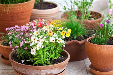 Design A Container Garden Of Fragrant Herbs And Flowers In