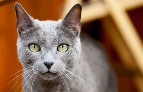Russian Blue Cats Breed Guide — Wiki