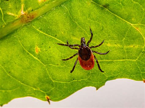 Lyme Disease And The Dangers Of The Forest Edge Eos