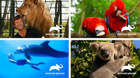 Brand New New Logo For Animal Planet By Chermayeff And Geismar And Haviv