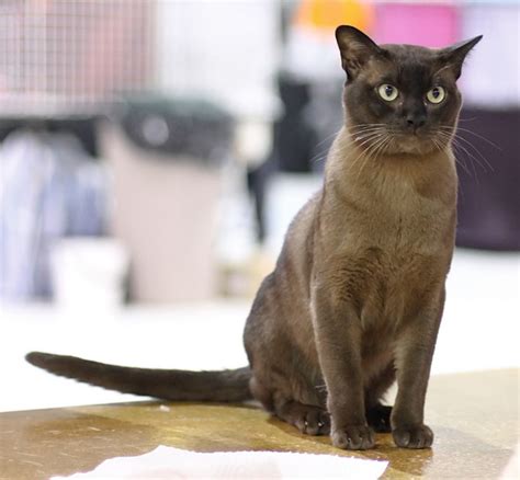 Burmese Cat Facts Diet Pictures Breeding Appearance Health