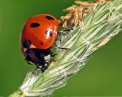 Maybe you would like to learn more about one of these? Best Ladybug Photos | AmO