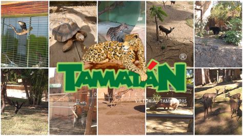 Visitando El Zoológico De Tamatán Parte 1 Ciudad Victoria Yazu Bm